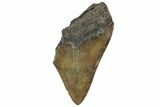Partial Fossil Megalodon Tooth - Serrated Edge #320658-1